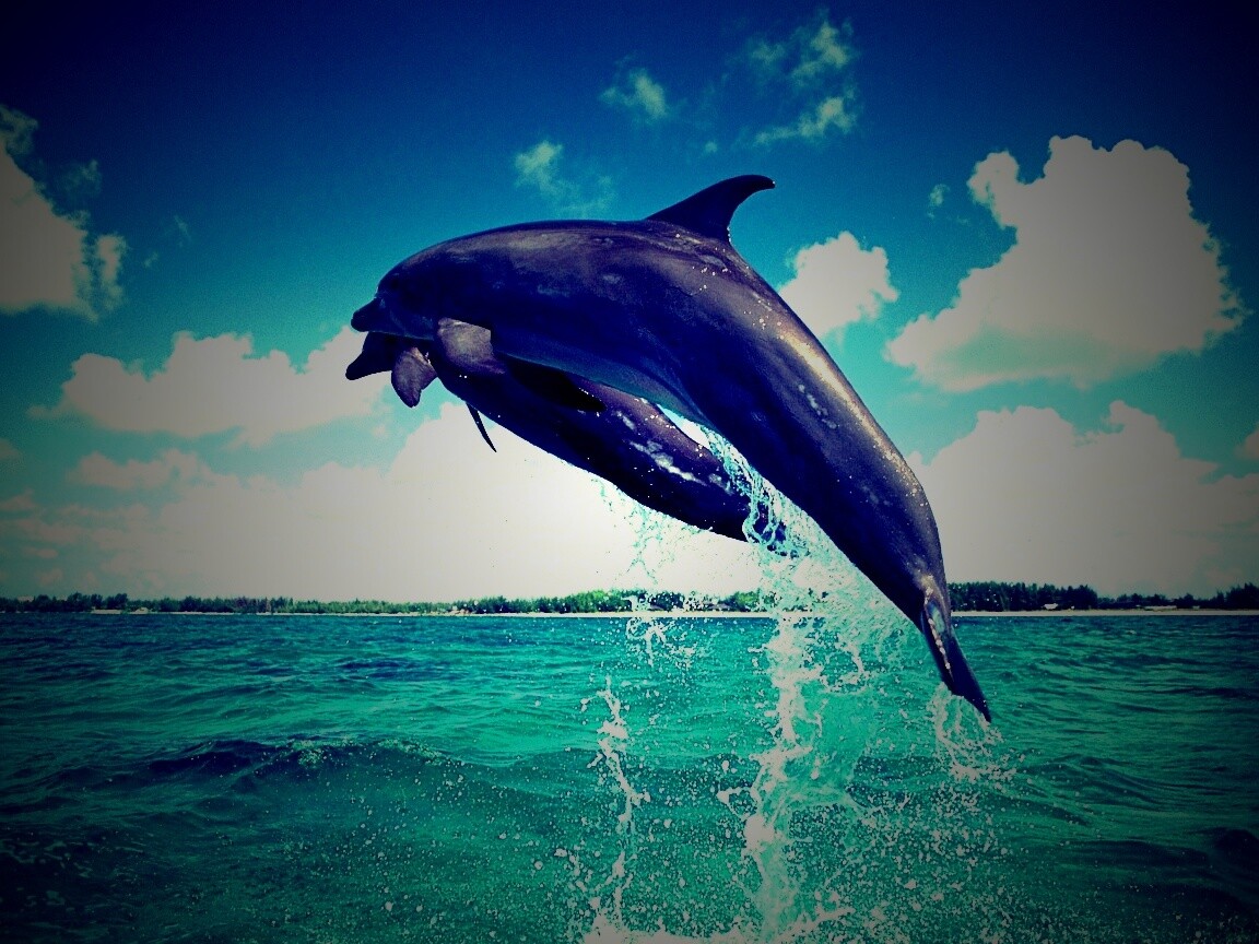 Дельфины обои