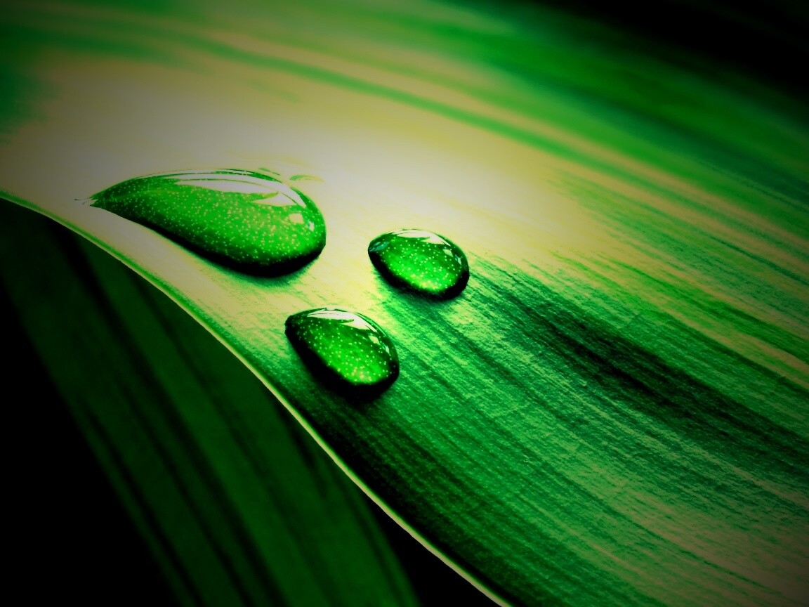 Капли на зеленом листе обои