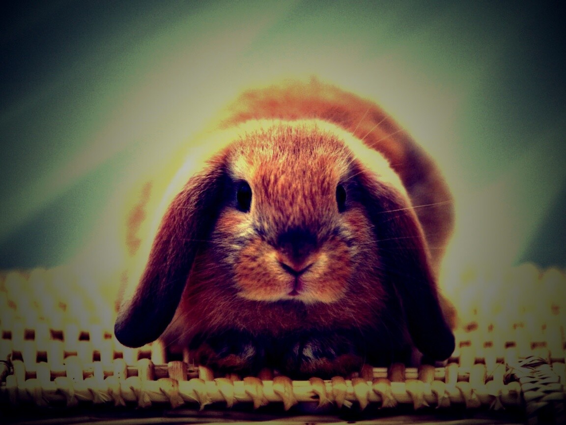 Кроличек обои