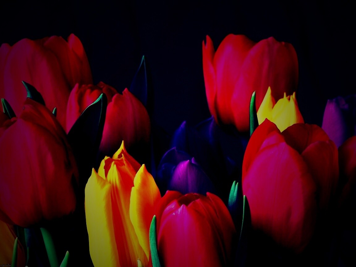 Тюльпаны обои