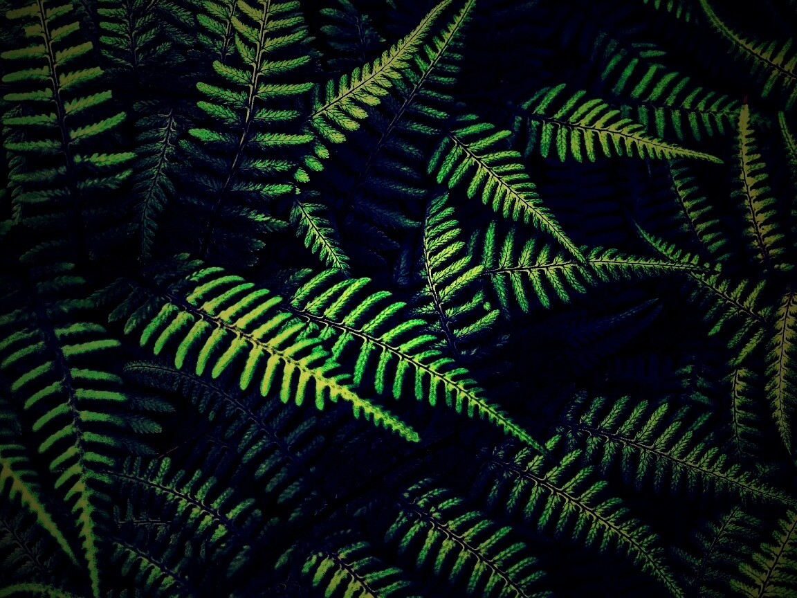 Папоротник обои