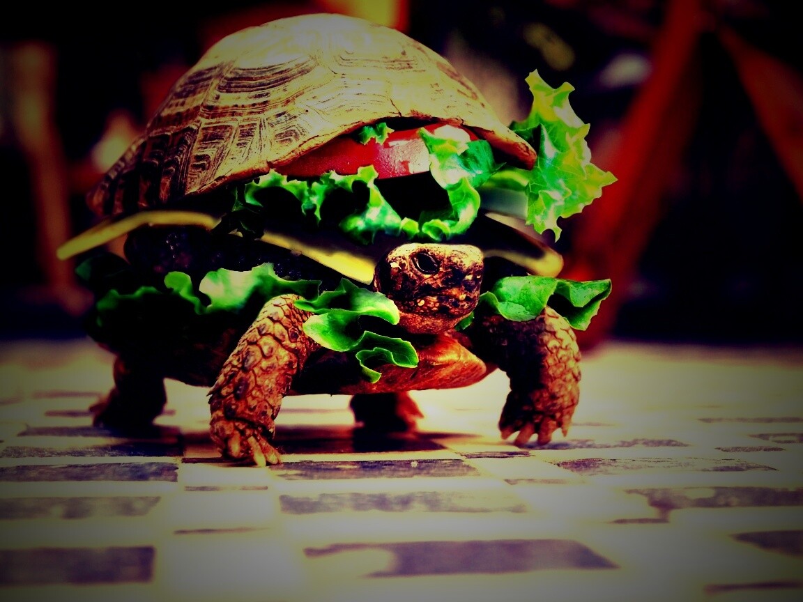 Черепахбургер обои