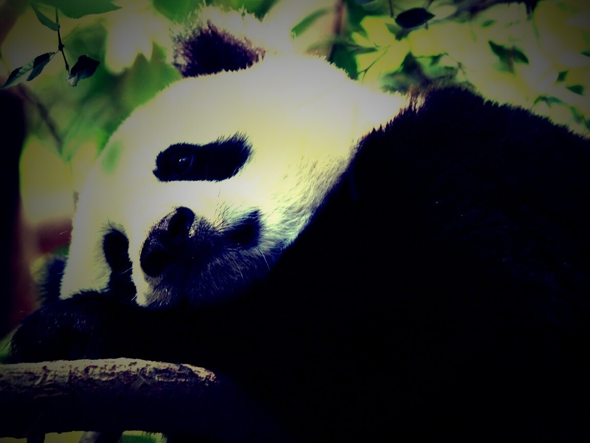 Грустный панда обои