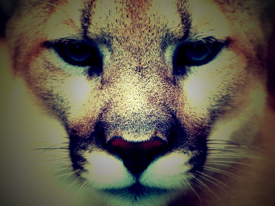 Взгляд большой кошки обои