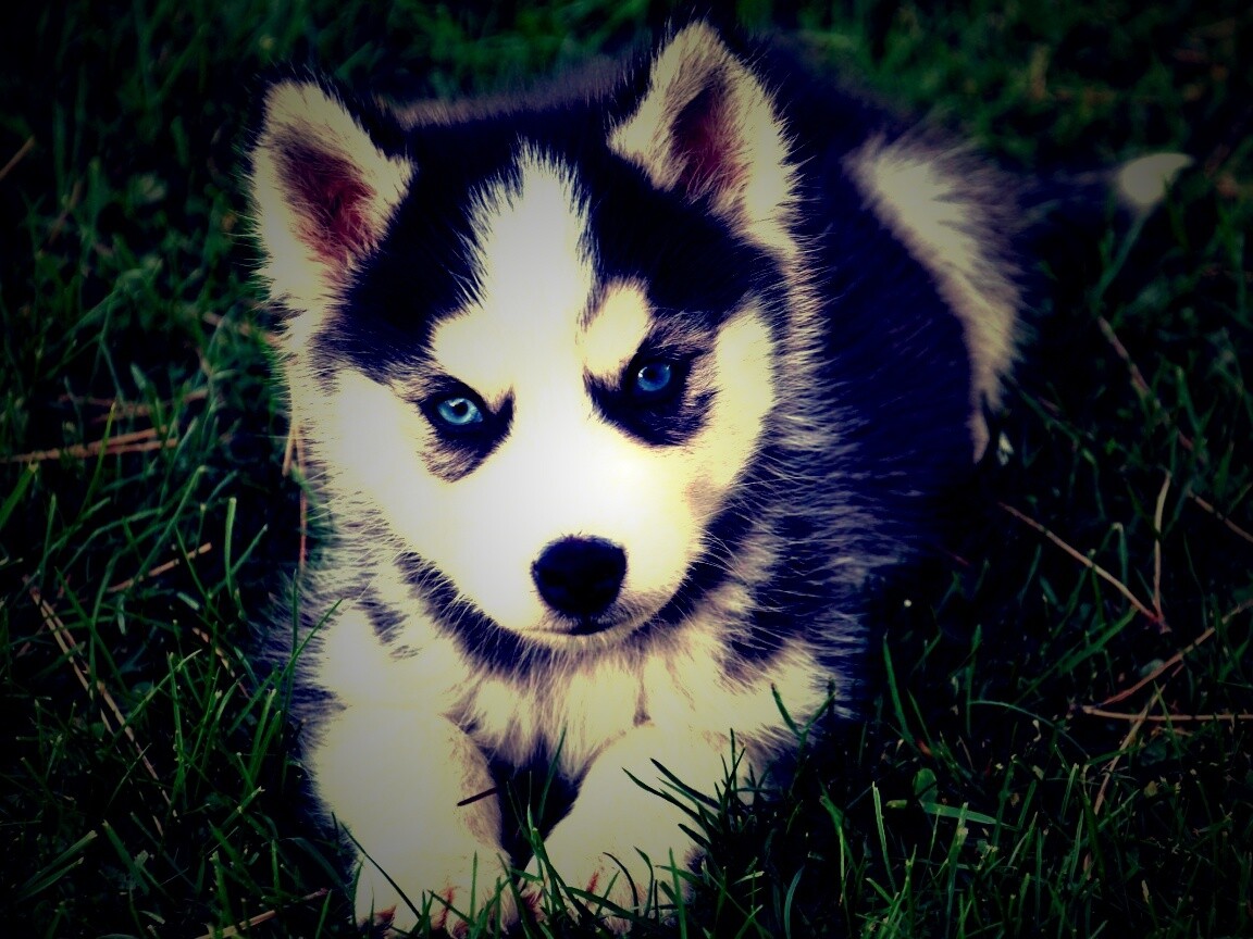 Голубоглазый щенок хаски обои