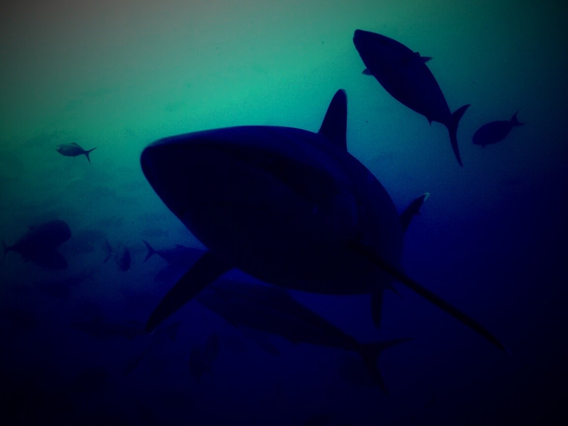 Акула обои