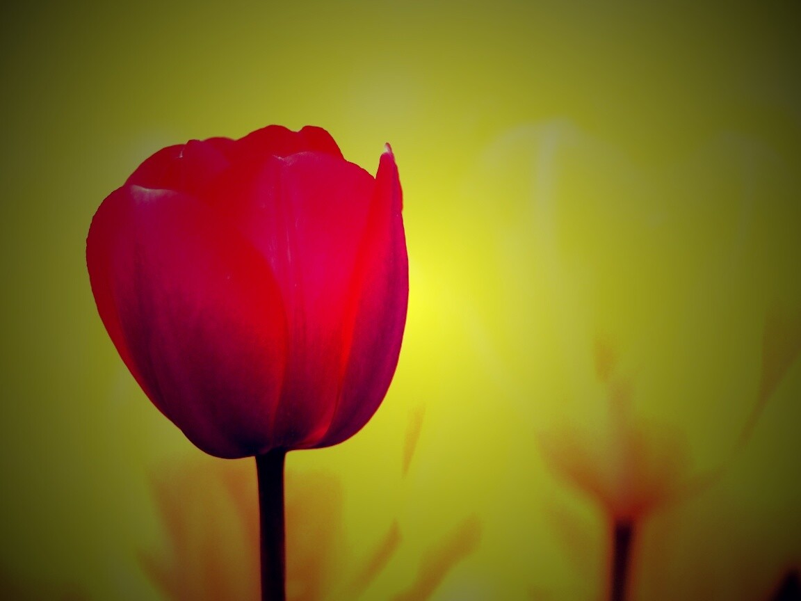 Красный тюльпан обои