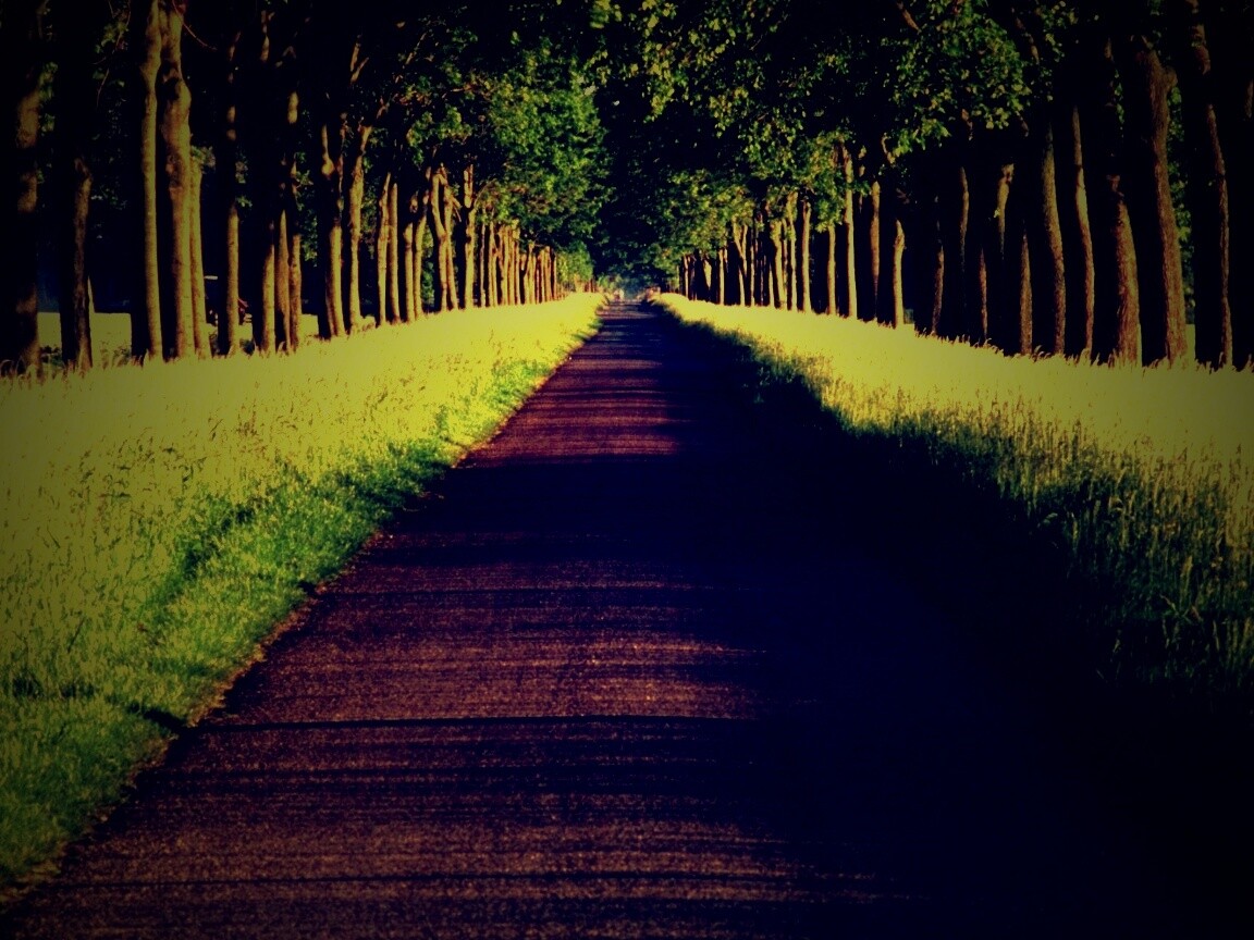 Живописная аллея обои