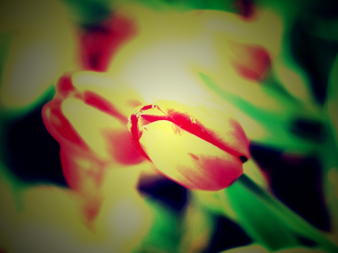 Красивый тюльпан обои