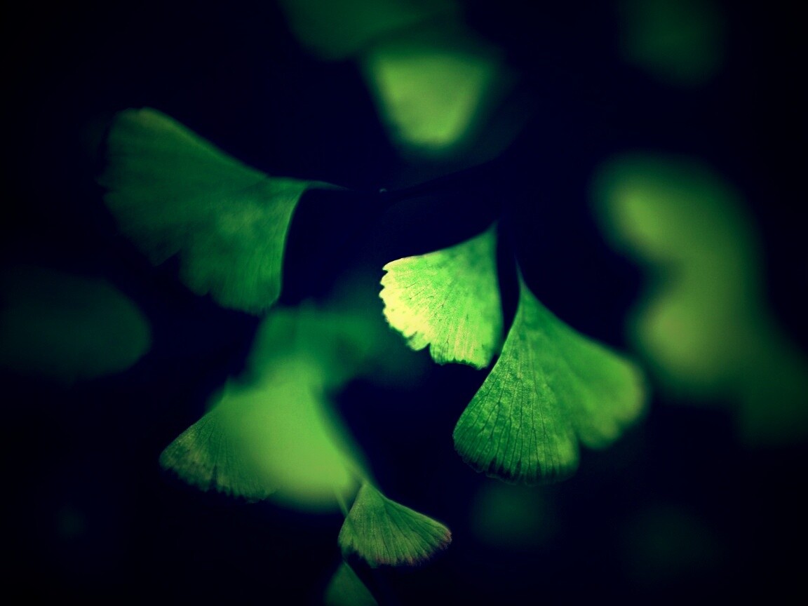 Дикие зеленые листья обои