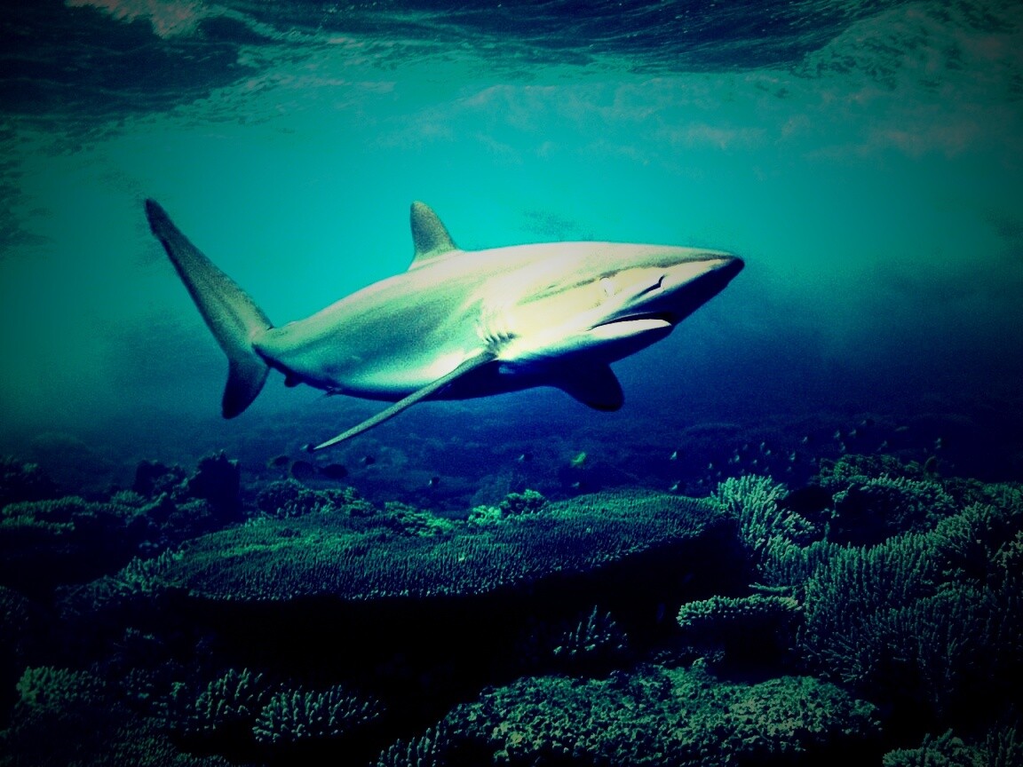 Акула в море обои