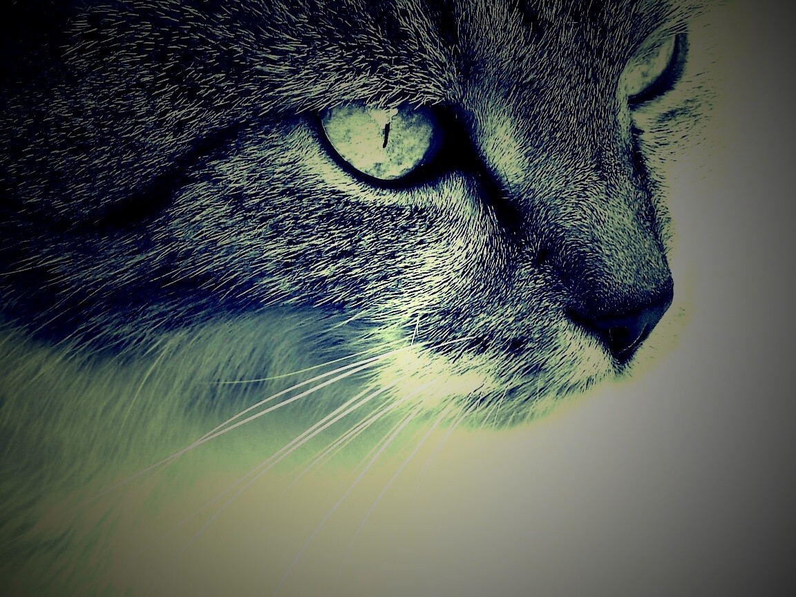 Очень красивый кот обои