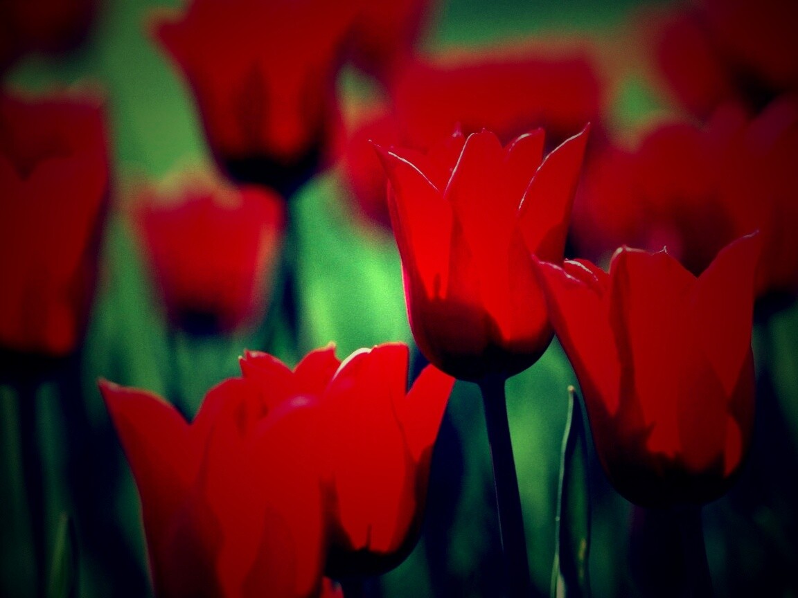 Красные цветы обои