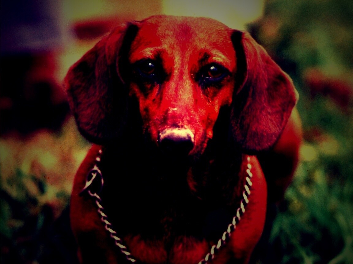 Рыжая такса обои