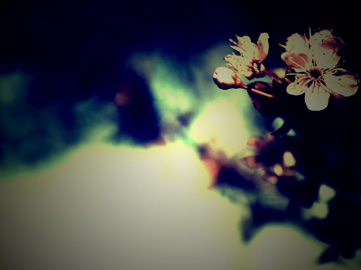 Цветок вишни обои
