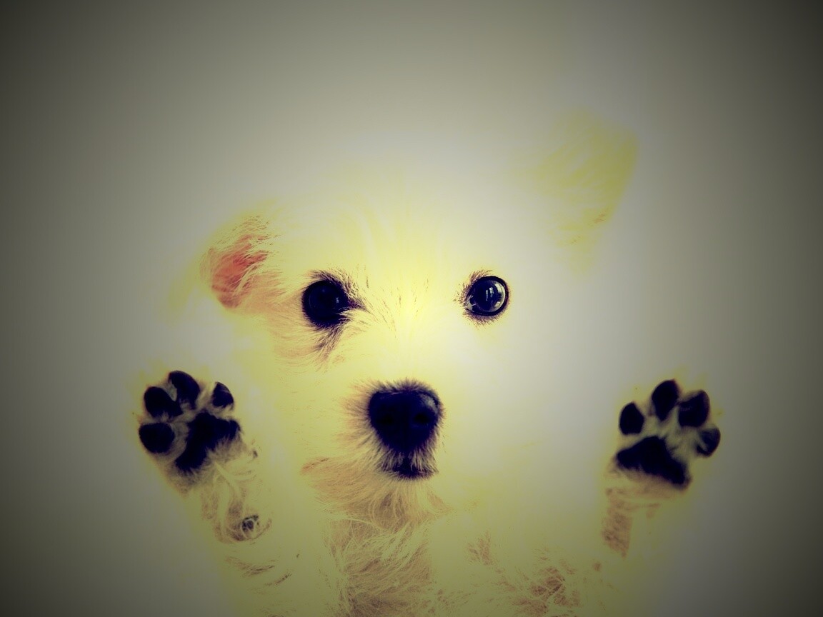 Белый любознательный щенок обои