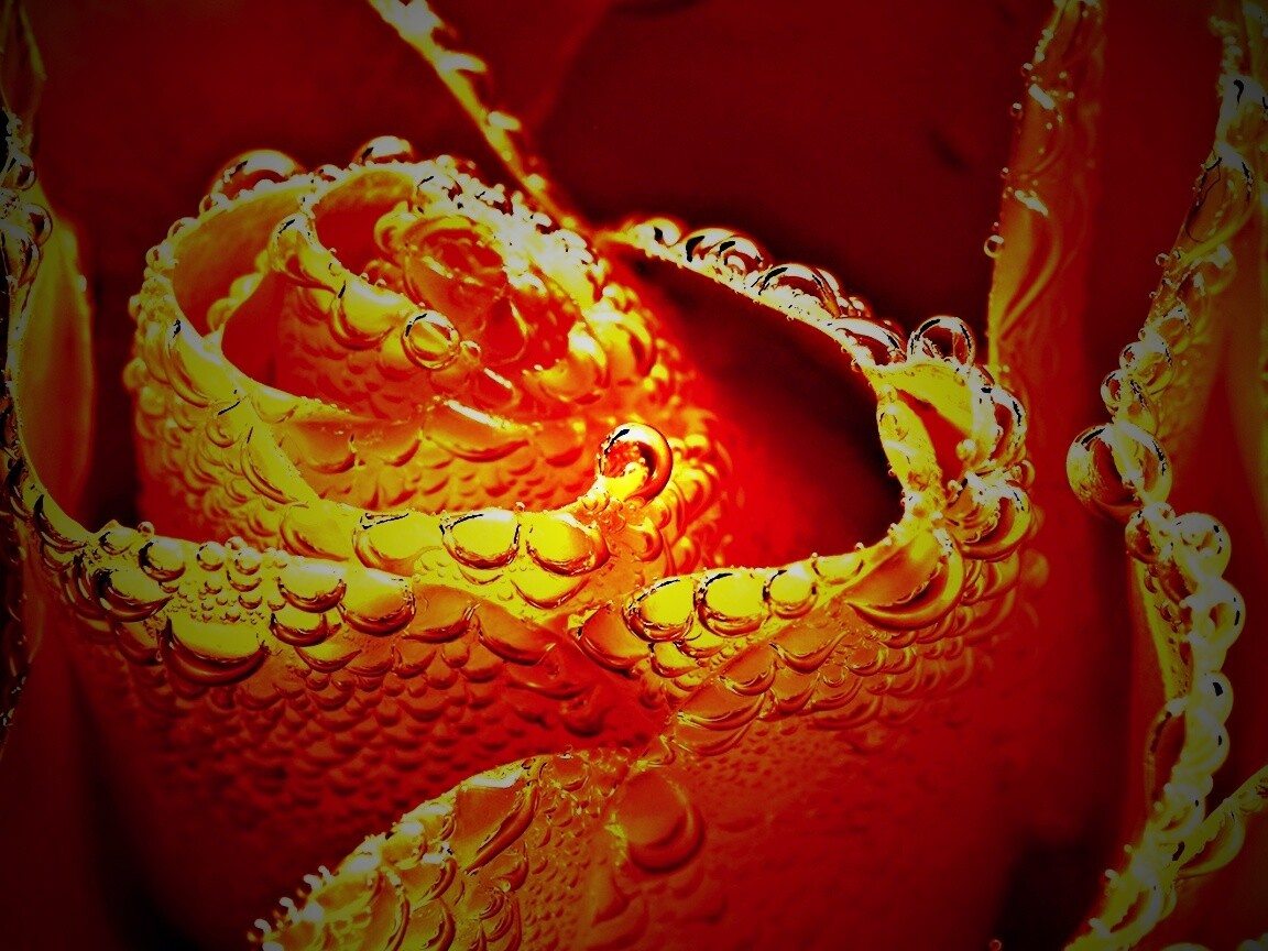 Мокрый желтый цветок обои