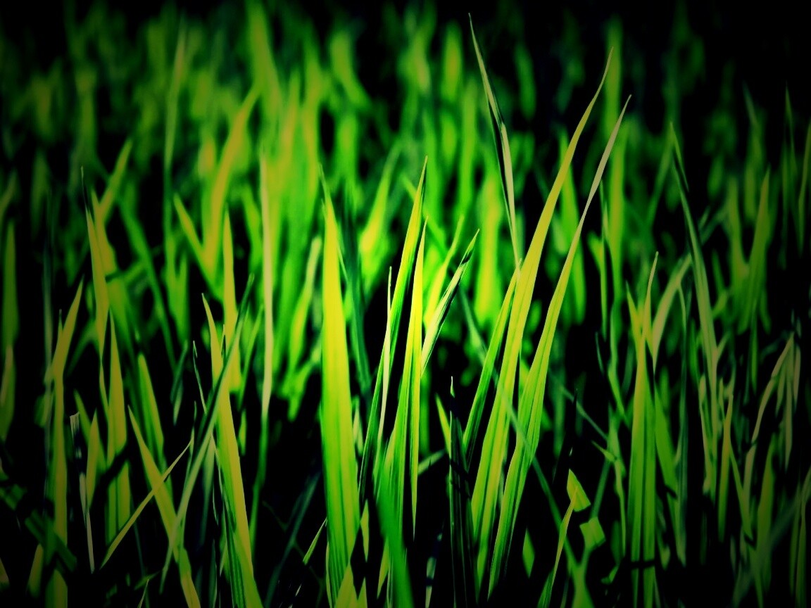 Яркая сочная трава обои