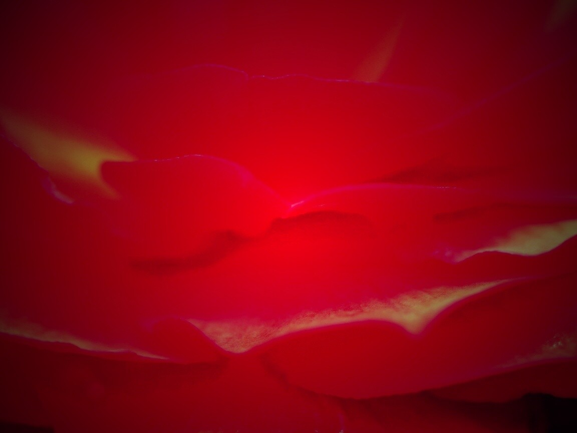 Лепестки красного цветка обои
