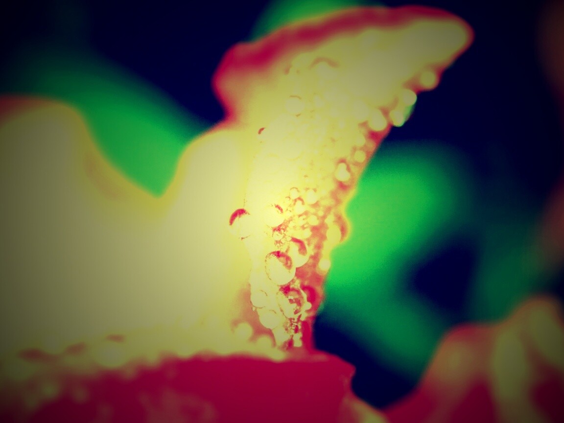 Капли росы на лепестке обои