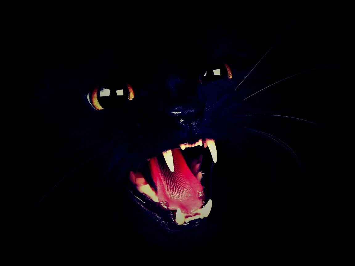 Злобный кошидзе обои