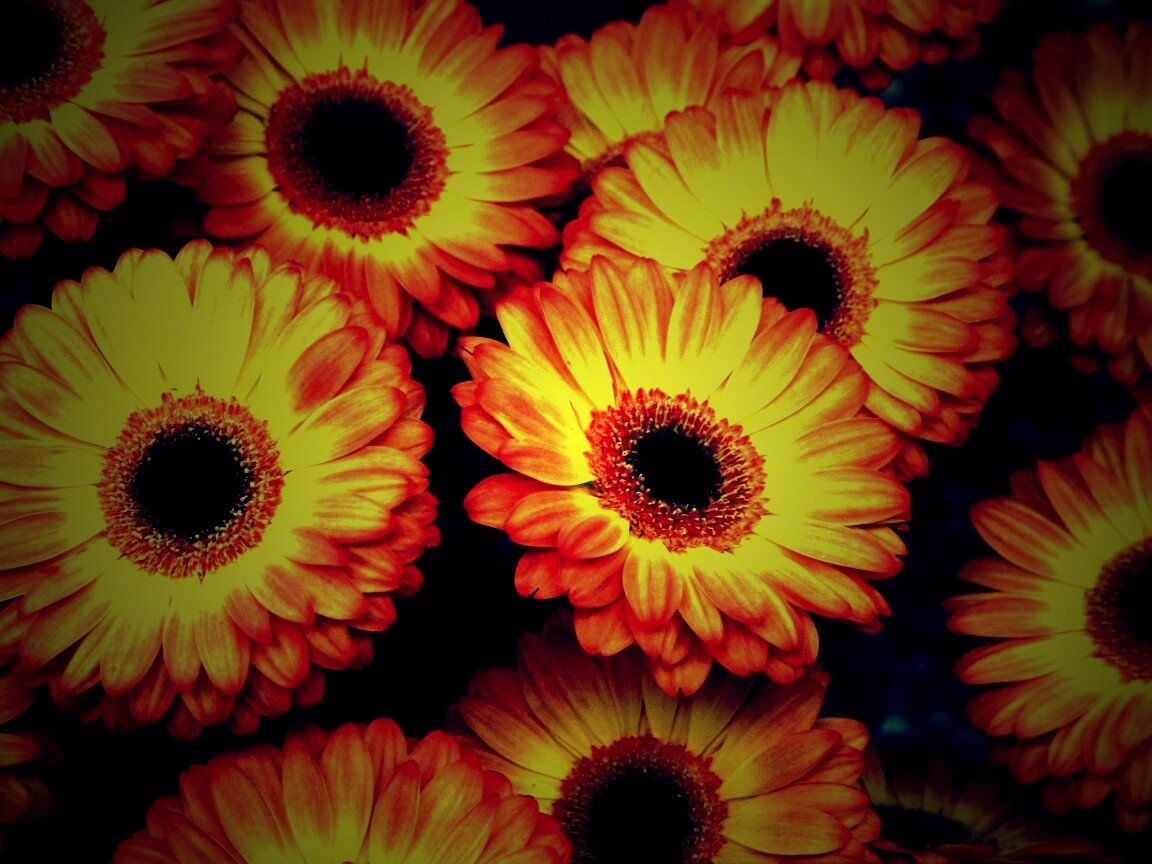 Желтые герберы обои