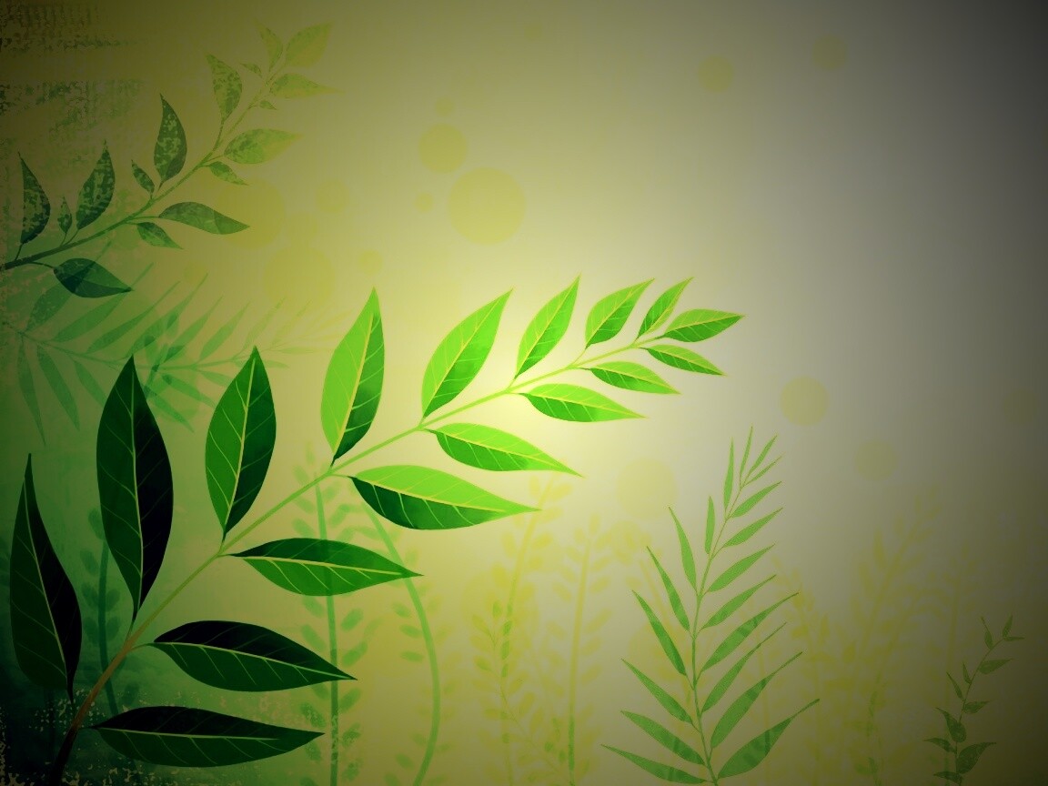 Веточка молодых листьев обои