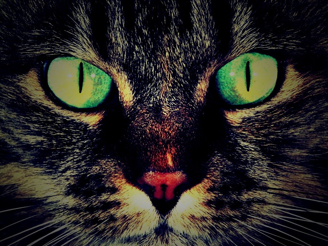 Кошачья морда обои
