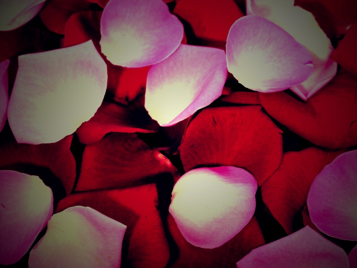 Розовые и красные лепестки обои