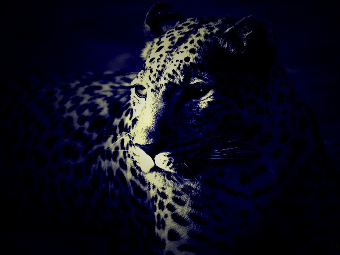 Леопард обои
