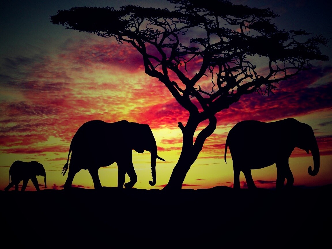 Силуэты слонов обои