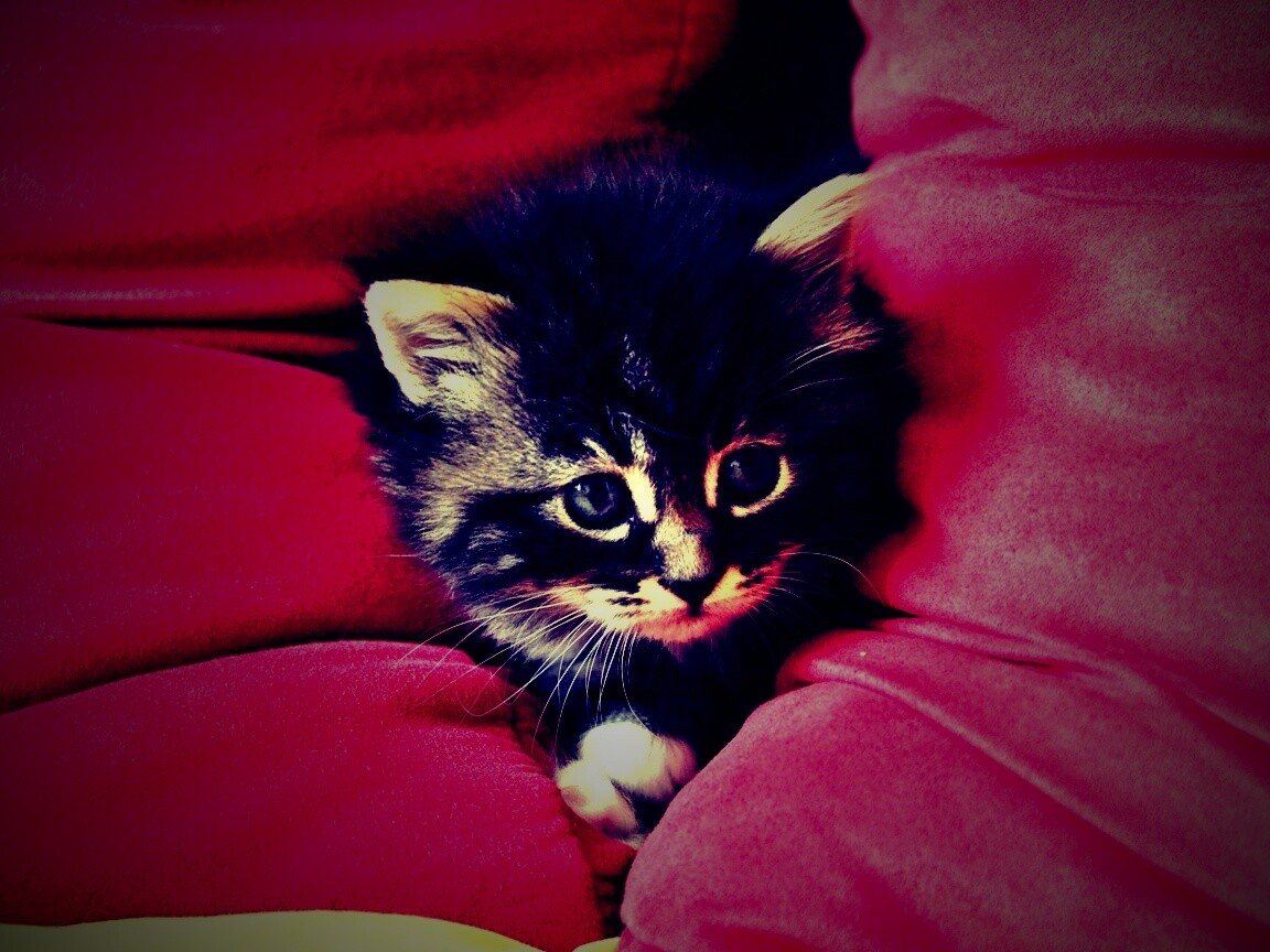 Котенок в подушках обои