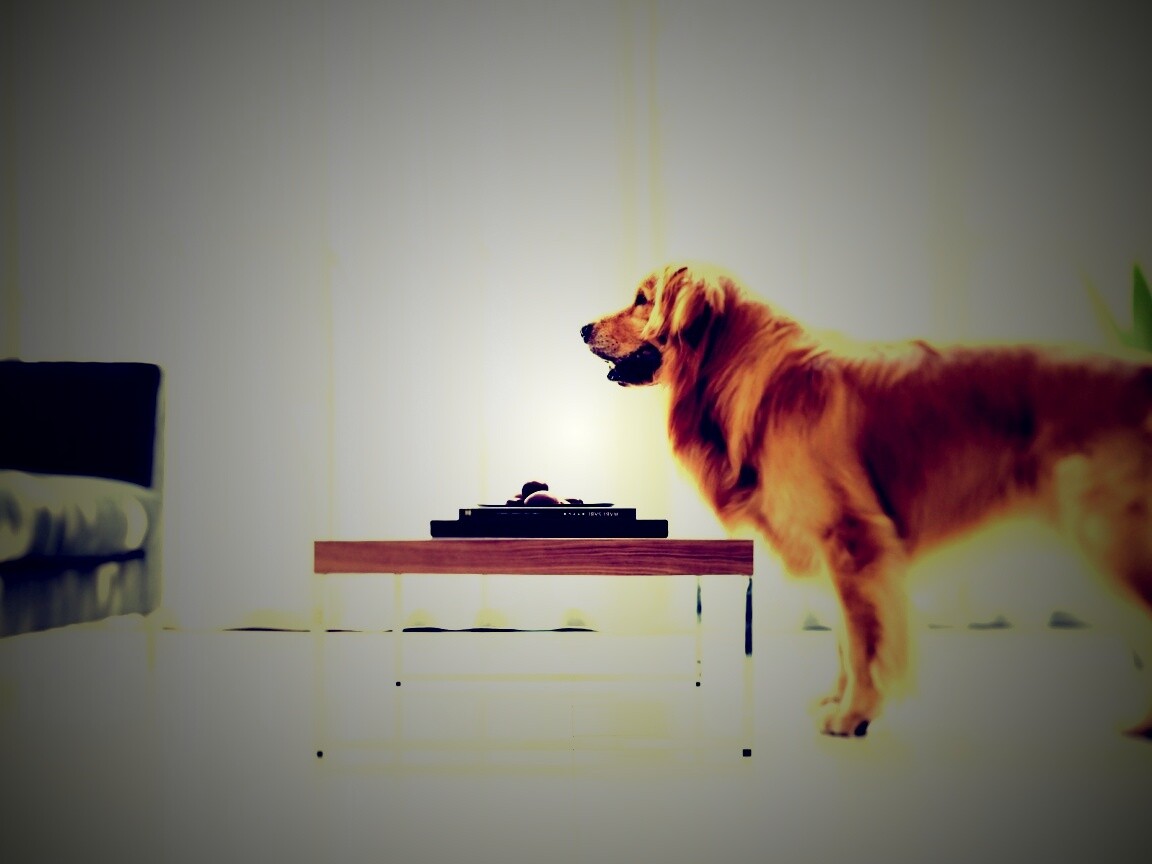 Лабрадор Ретривер обои