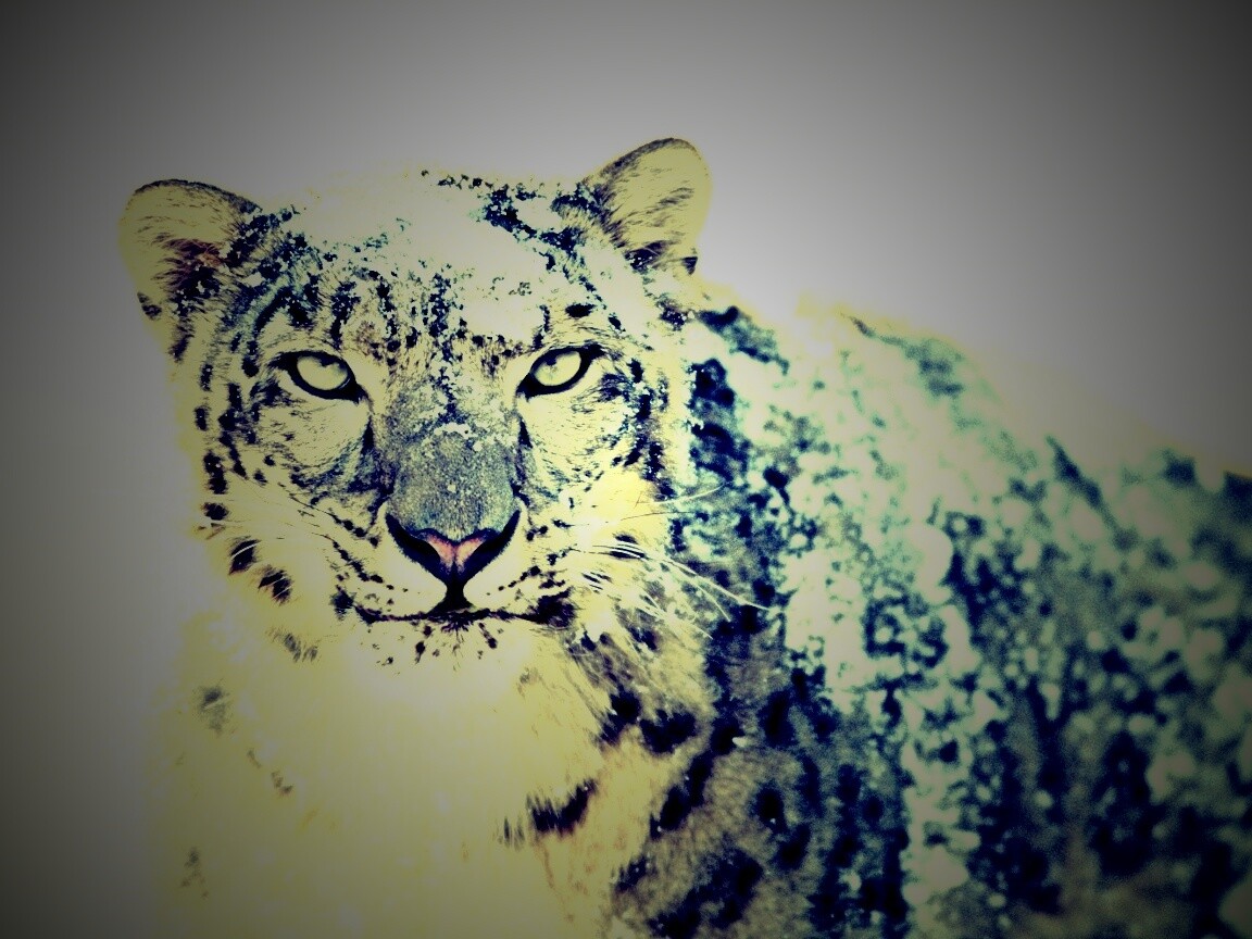 Снежный леопард обои