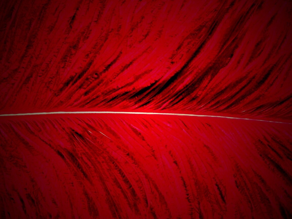 Перо попугая обои