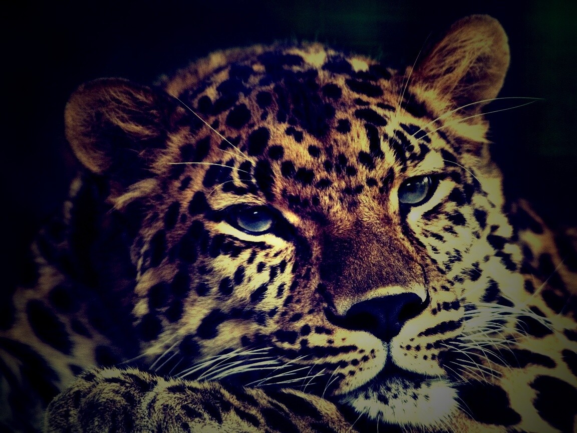 Злопасный ягуляр обои