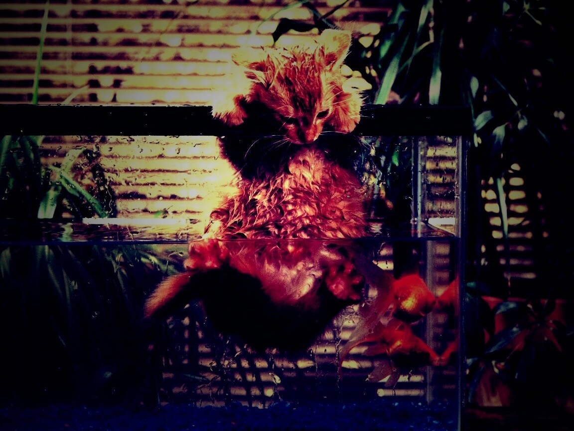 Мокрая киска обои