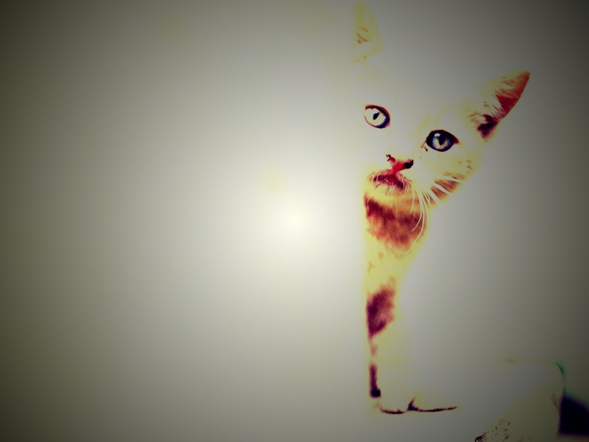Котик из-за угла обои