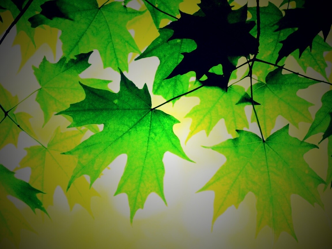 Кленовые листья обои