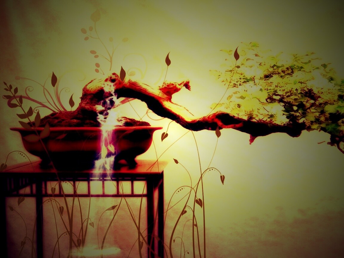 Карликовое дерево обои