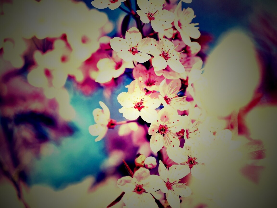 Цветение вишни обои