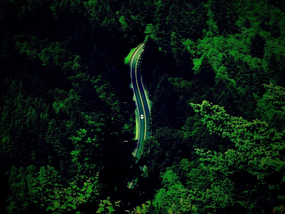 Лесная трасса обои