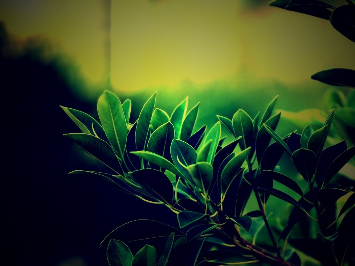 Листья обои