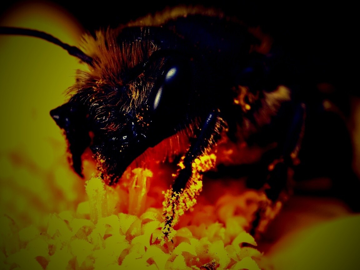 Пчела крупным планом обои