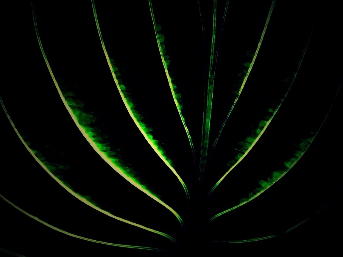 Неоновый лист обои