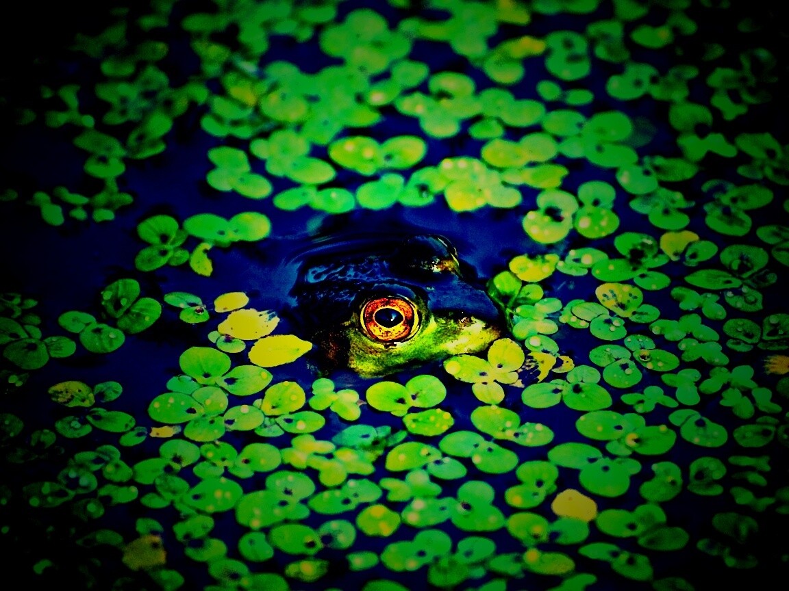 Маленькая лягушка обои