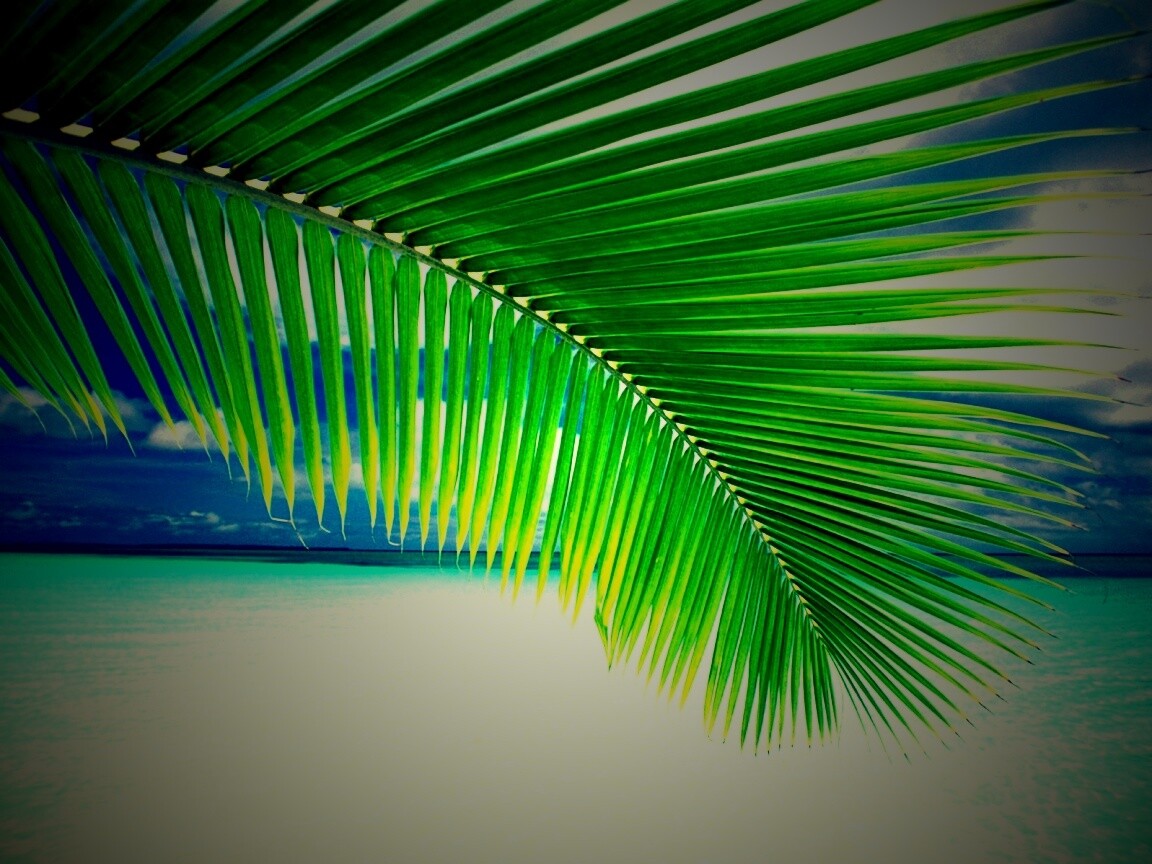Пальмовый лист обои