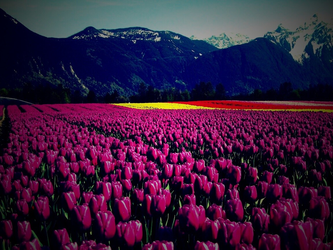 Поле тюльпанов обои