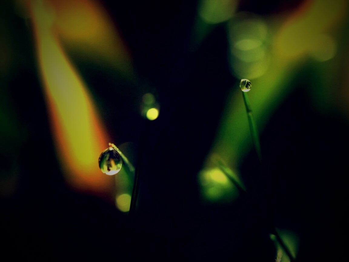 Роса на травинке обои