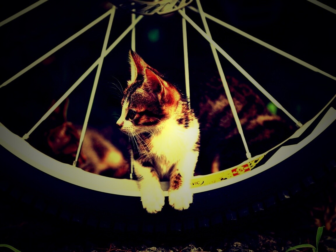 Маленький котенок обои